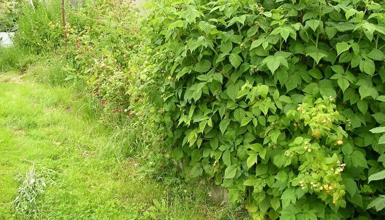 Raspberries For the Home Garden